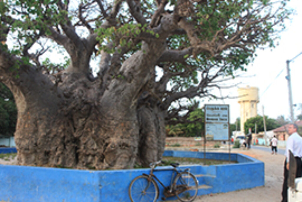 Baobab Tree, Pallimunai