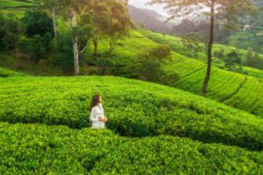 Pedro Tea Estate