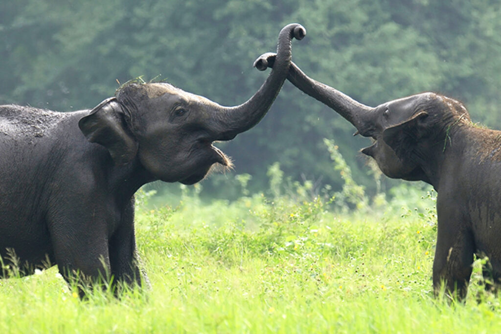 Wildlife Encounters