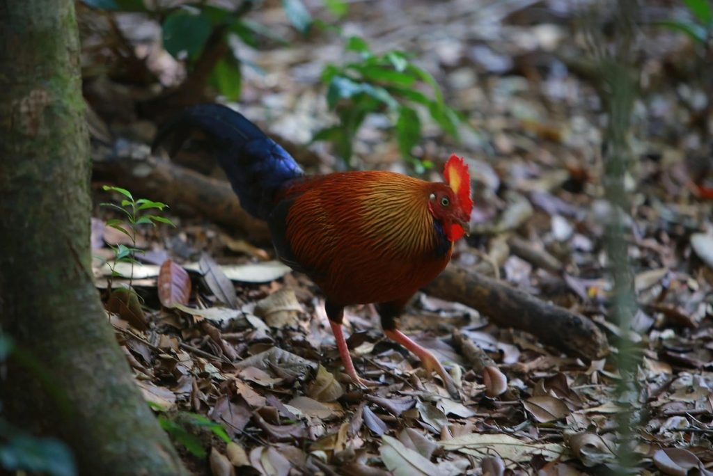 Wings of Wonder: Birdwatching in Sri Lanka