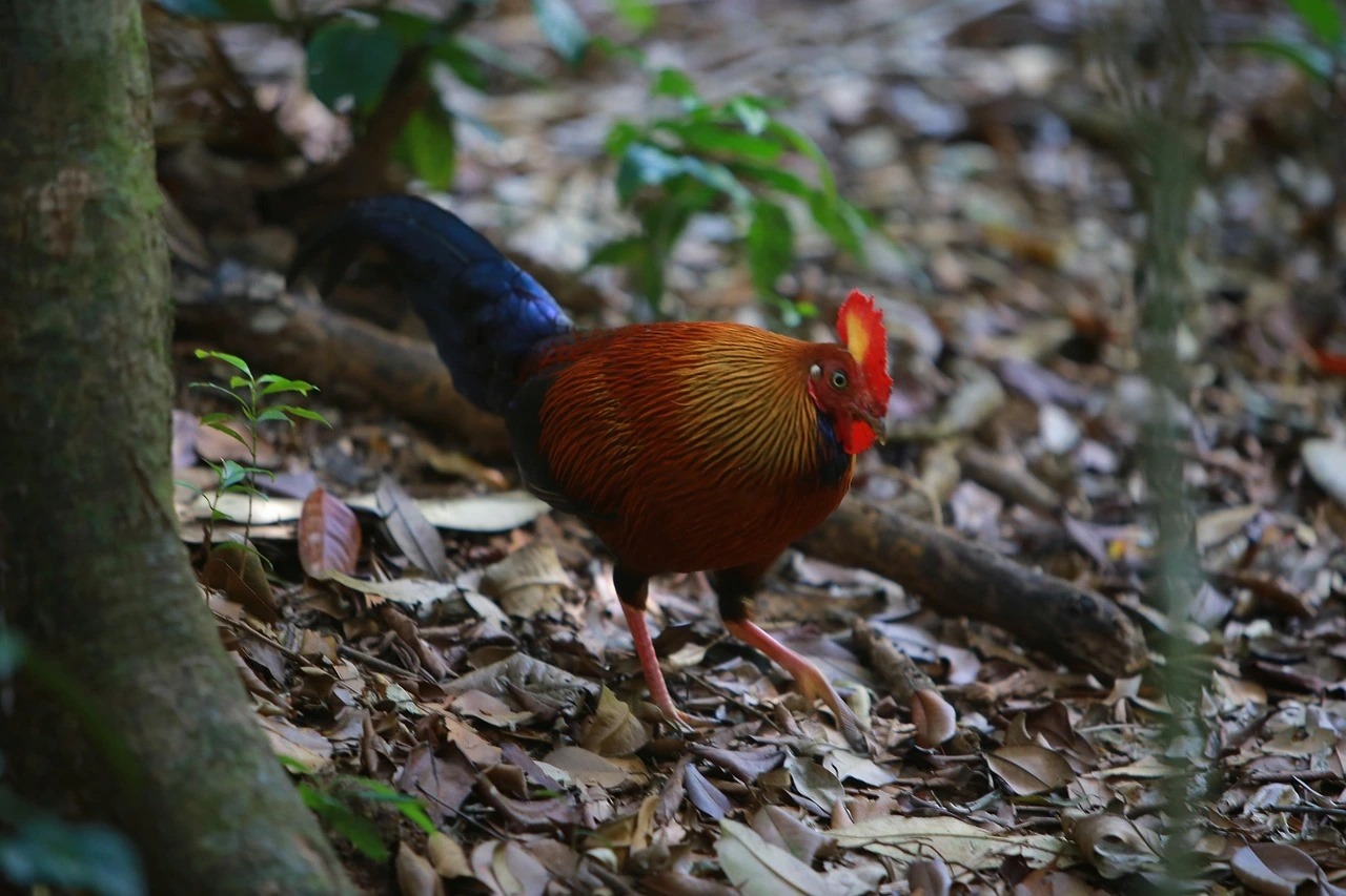 Wings of Wonder: Birdwatching in Sri Lanka